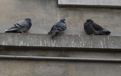 bird droppings site decontamination South London & Kent
