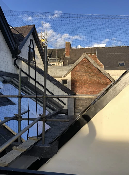 Bird Netting in Exeter 1