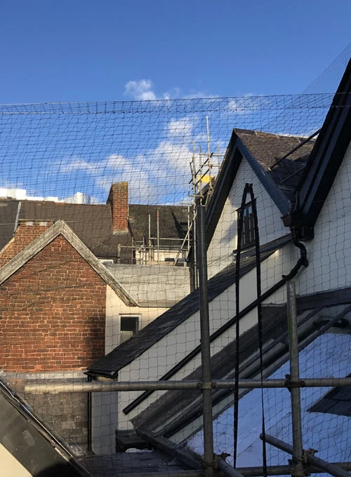 Bird Netting in Exeter 2