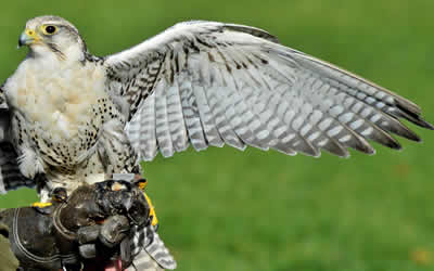 birds of prey deterrent South London & Kent