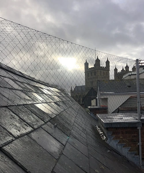 Large Bird Netting Exeter 4
