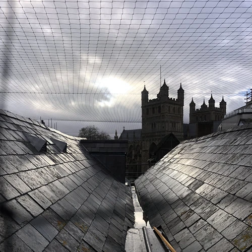 Large Bird Netting Job in Exeter