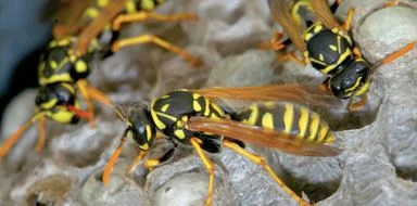wasps nest removal Bromley & Beckenham