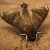 Moth Removal Beckenham