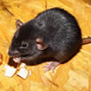 rat control South East London