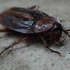Cockroache Exterminaator South East London
