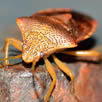 Bed Bug Exterminator Bromley