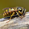 Wasps Nest Removal Beckenham