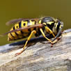 Wasps Nest Removal South East London