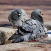 Pigeon deterrents in South East London