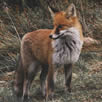 Fox Deterrents Beckenham