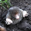 Mole Catcher South East London