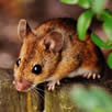 Mouse Control South East London