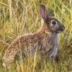 Wild Rabbit control South East London