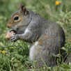 Squirrel Control Bromley