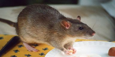 rat control Bromley & Beckenham