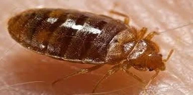 bed bugs Bromley & Beckenham