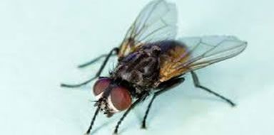 pest problems - flies Bromley & Beckenham