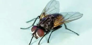pest problems - flies Bromley & Beckenham