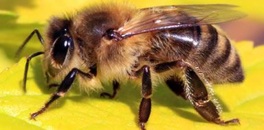 pest problems - bee control Bromley & Beckenham