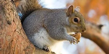squirrel control Bromley & Beckenham