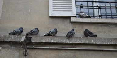 pigeon guano cleaning Bromley & Beckenham