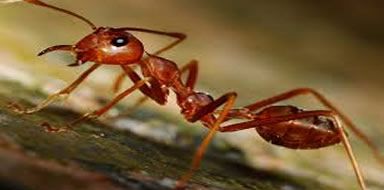 ant infestation Bromley & Beckenham