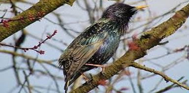 Starling control Bromley & Beckenham