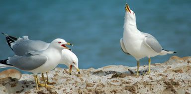 Seagull control Bromley & Beckenham