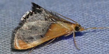 Moth control Bromley & Beckenham