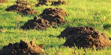 Mole control Bromley & Beckenham