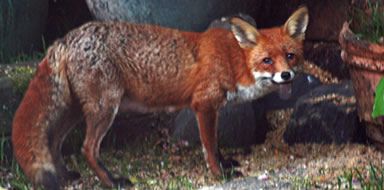 fox control Bromley & Beckenham