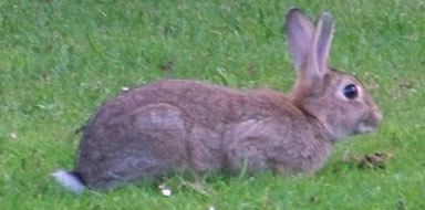 wild rabbbit control Bromley & Beckenham