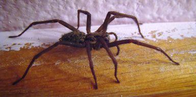 Spider control Bromley & Beckenham