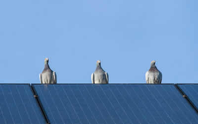 bird proofing South London & Kent