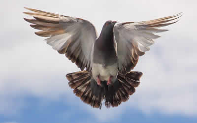 bird removal South London & Kent