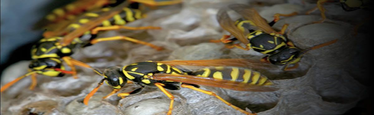 wasp nest removal Bromley & Beckenham