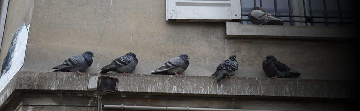 bird control in Bromley anti perch systems