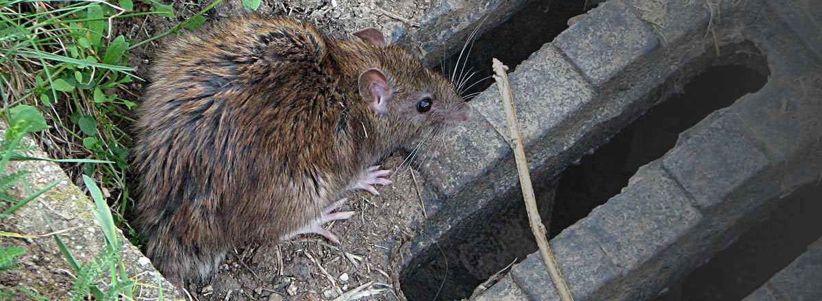 drain survey for rats in southeast london and kent